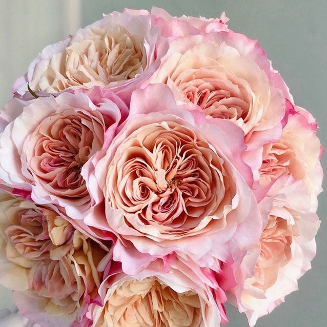 Own-Root Rose Collections -- Part 2