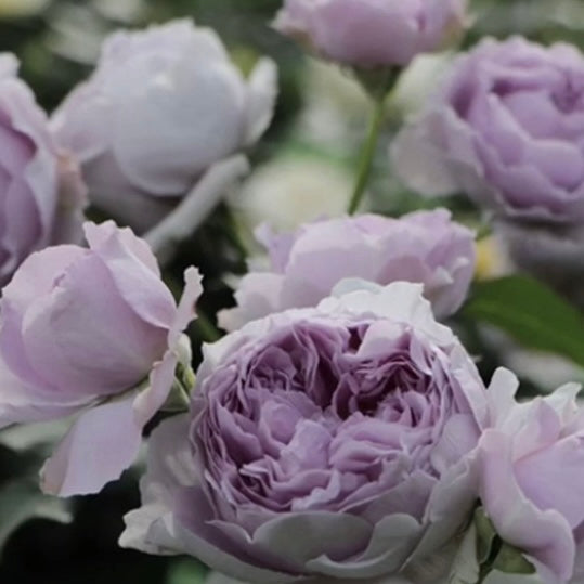 Own-Root Rose Collections -- Part 2