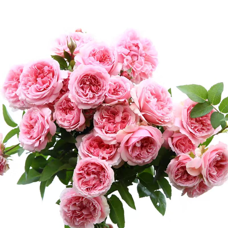 Own-Root Rose Collections -- Part 2