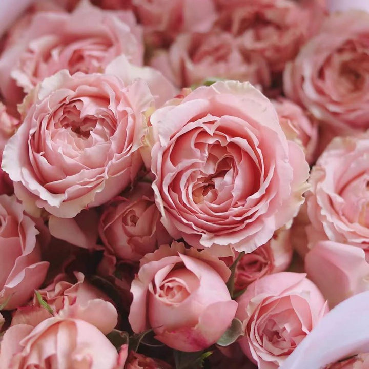 Own-Root Rose Collections -- Part 2