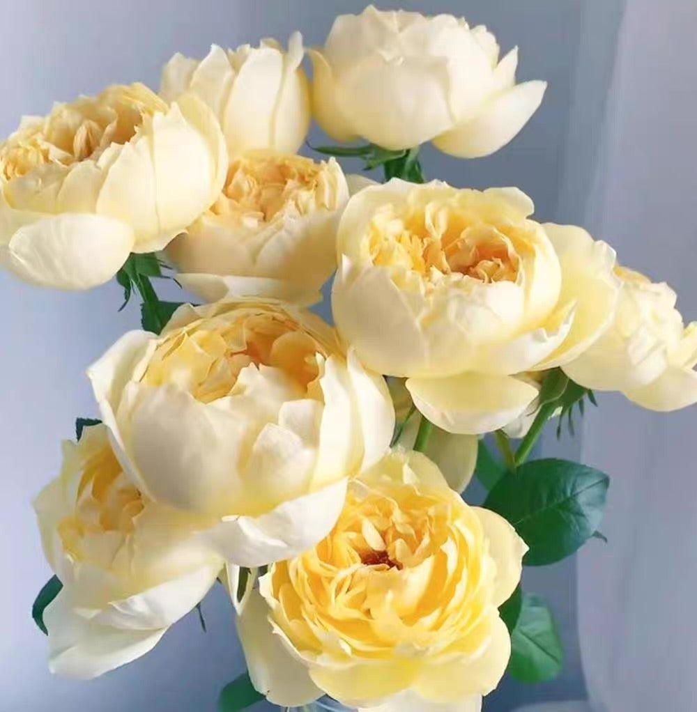 Own-Root Rose Collections -- Part 2