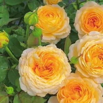 Own-Root Rose Collections -- Part 2