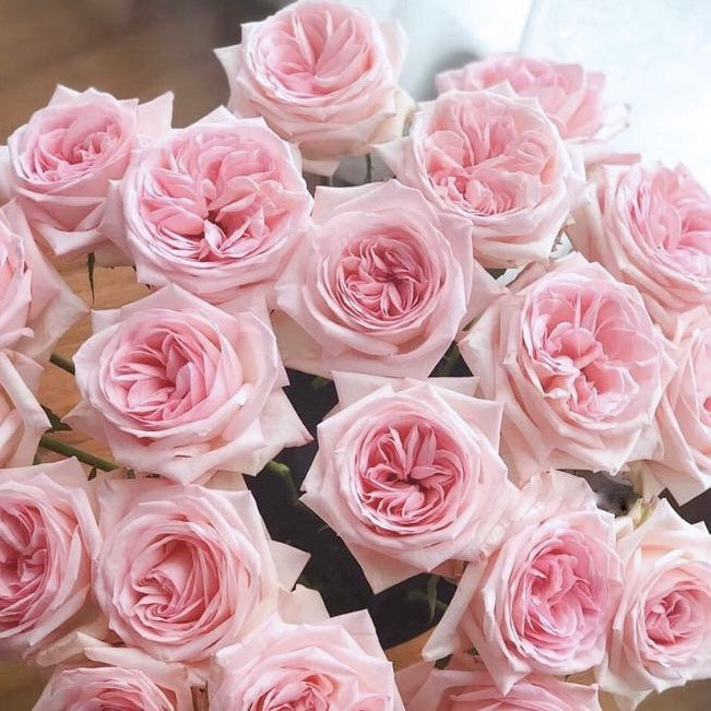 Own-Root Rose Collections -- Part 2