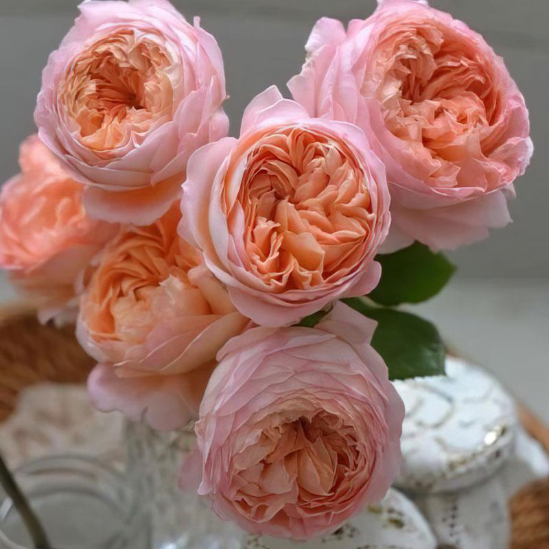 Own-Root Rose Collections -- Part 2