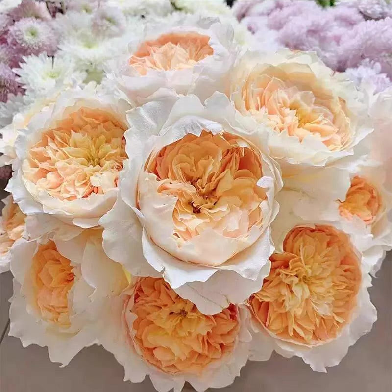 Own-Root Rose Collections -- Part 2