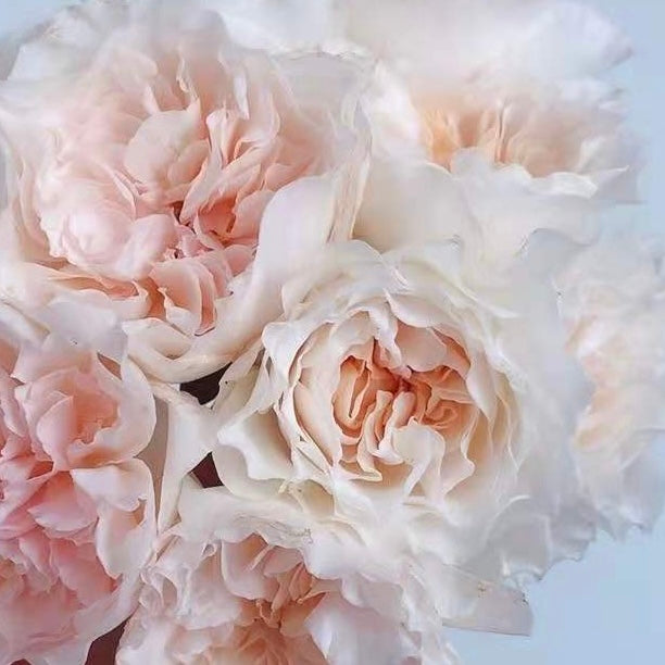 Own-Root Rose Collections -- Part 2