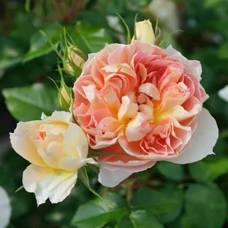 Own-Root Rose Collections -- Part 2