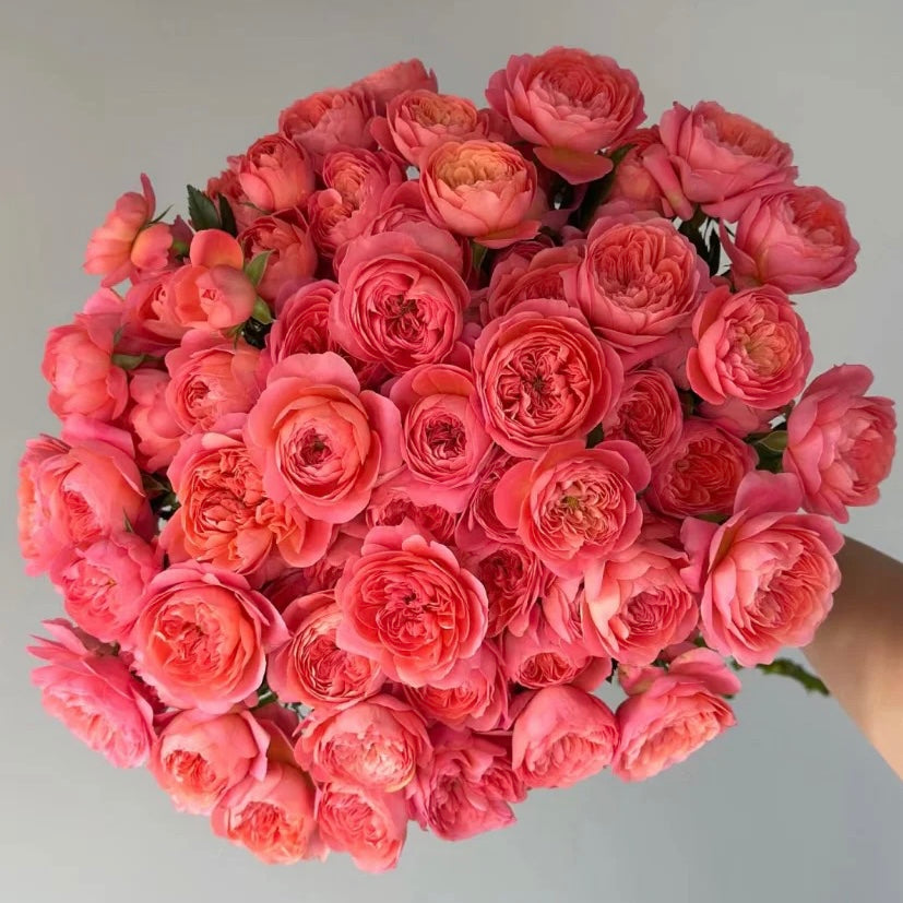 Own-Root Rose Collections -- Part 2