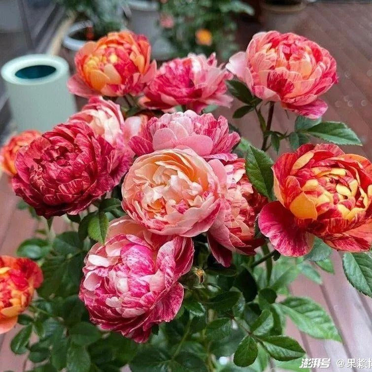 Own-Root Rose Collections -- Part 2