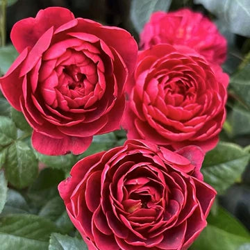 Own-Root Rose Collections -- Part 2