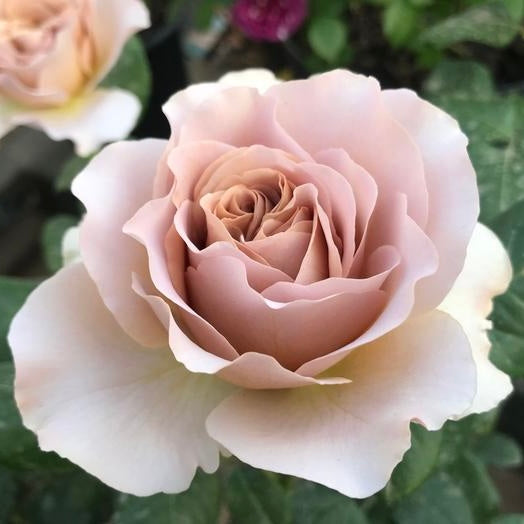 Own-Root Rose Collections -- Part 2