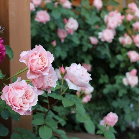 Own-Root Rose Collections -- Part 2