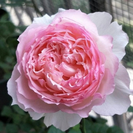 Own-Root Rose Collections -- Part 2