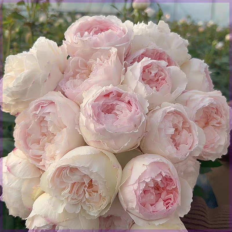 Own-Root Rose Collections -- Part 2