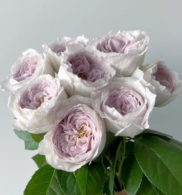 Own-Root Rose Collections -- Part 2