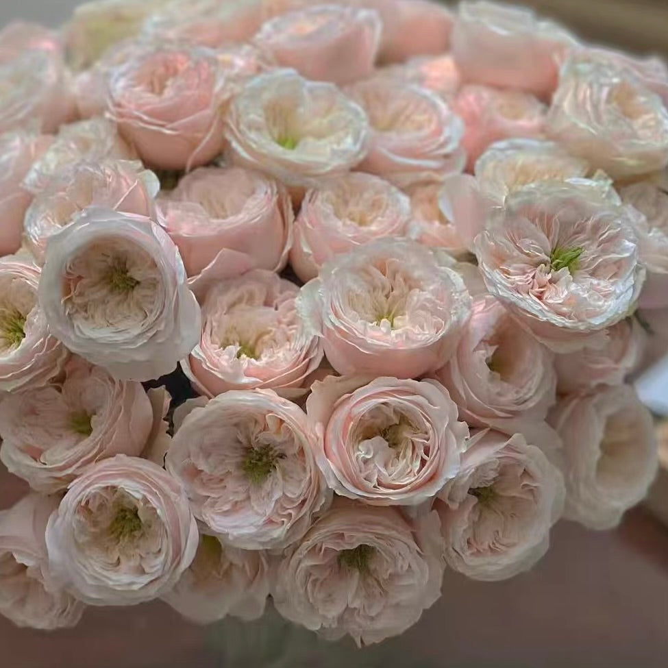 Own-Root Rose Collections -- Part 2