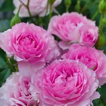 Own-Root Rose Collections -- Part 2