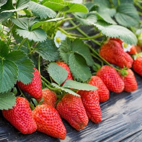 Strawberry Plant