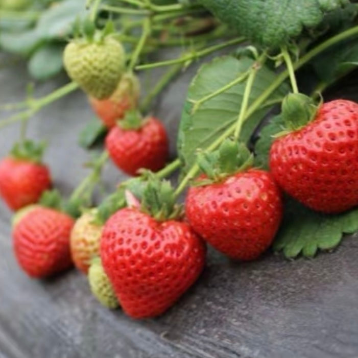 Strawberry Plant – Berry Bliss Farm