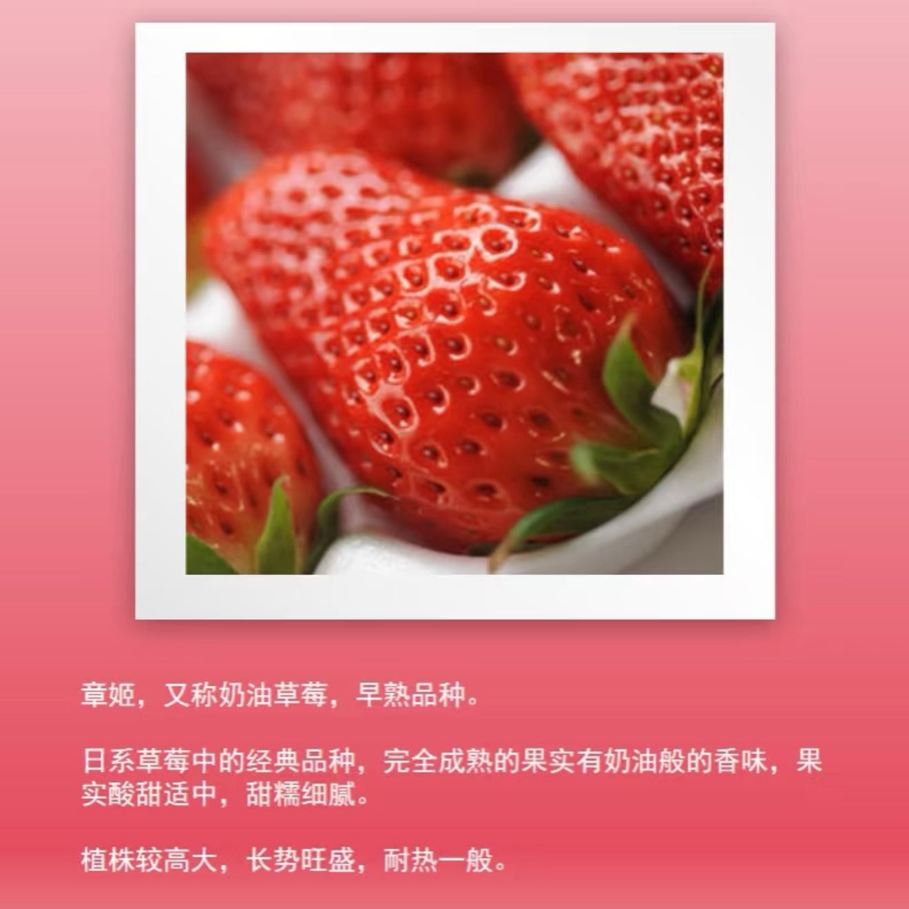Strawberry Plant