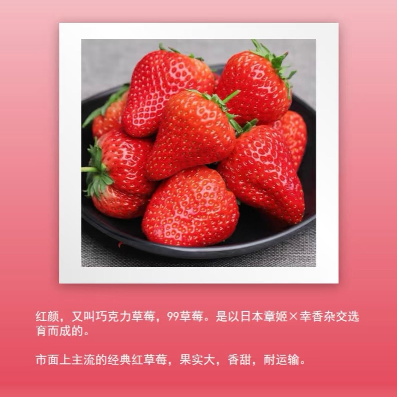 Strawberry Plant