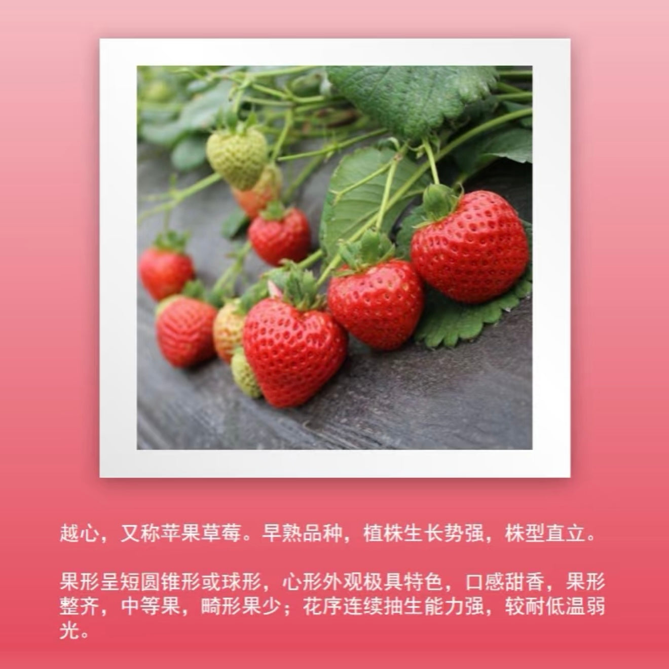 Strawberry Plant