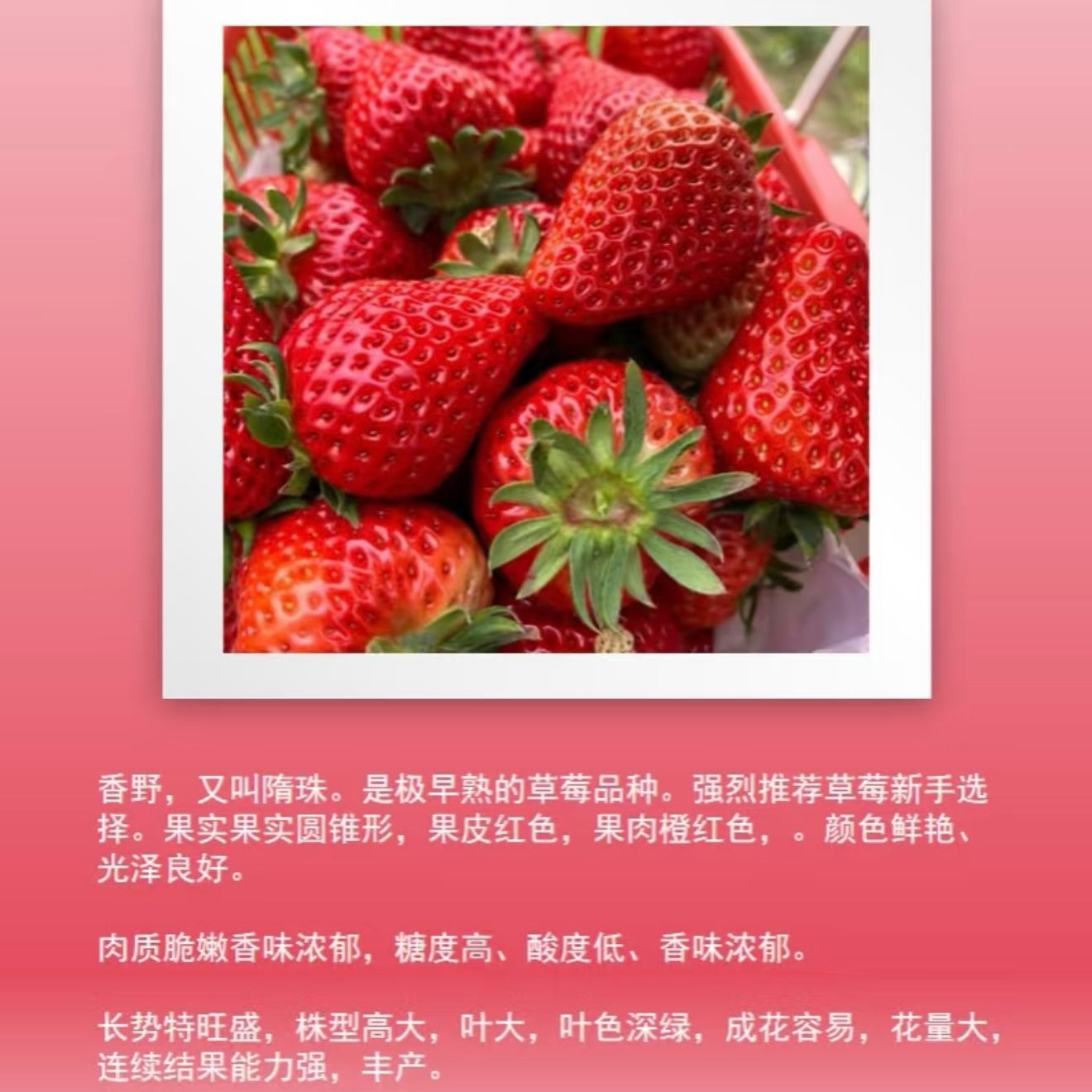 Strawberry Plant