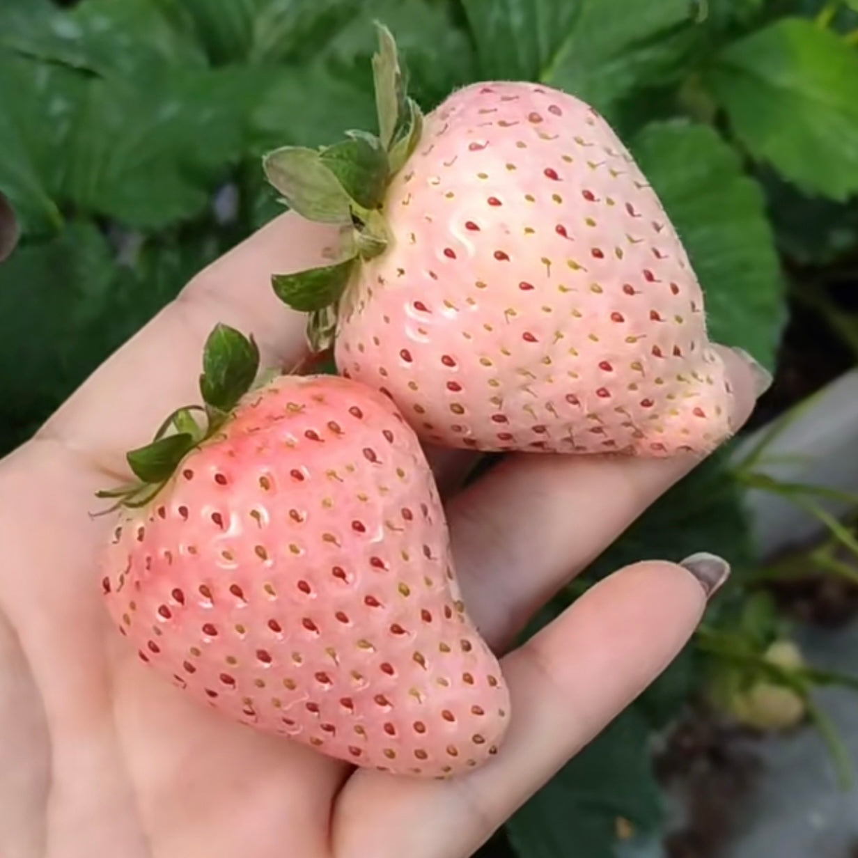 Strawberry Plant