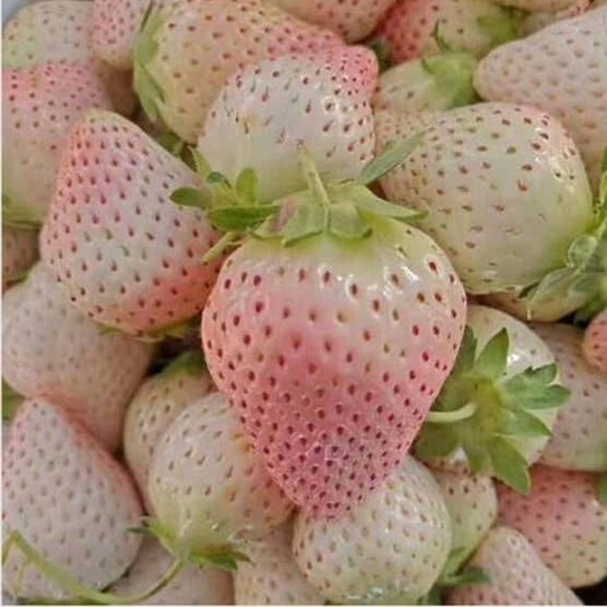 Strawberry Plant