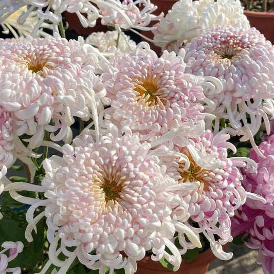 Large Mum Collections