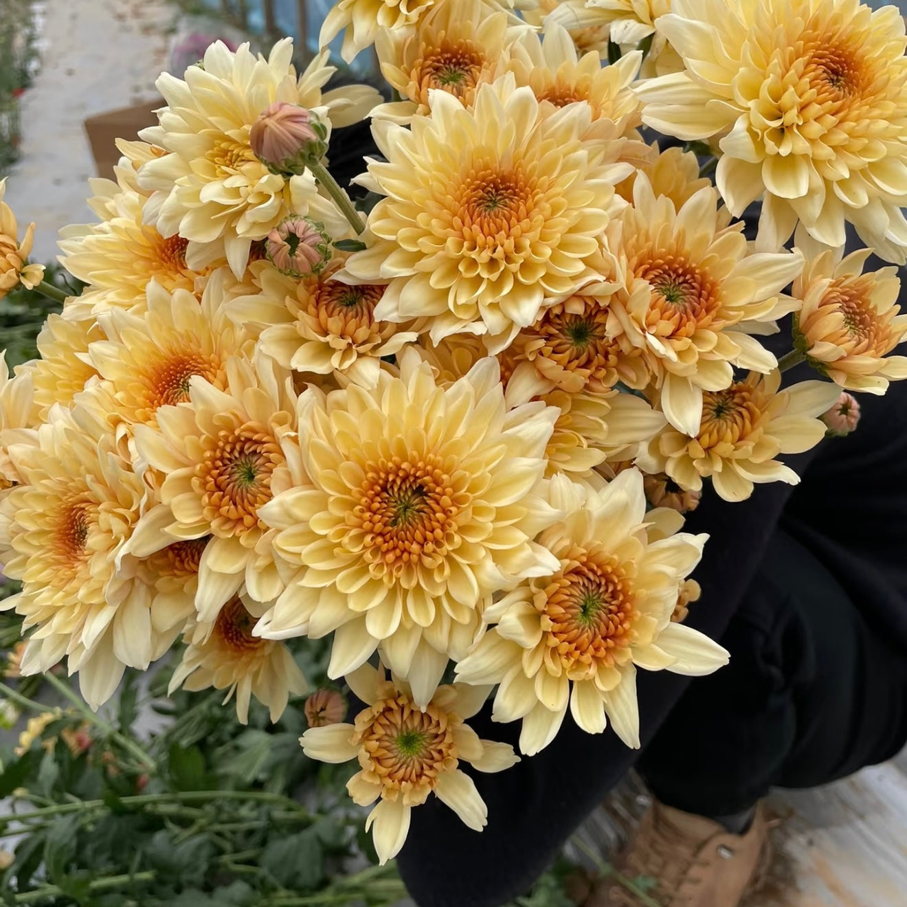 Small Mum Collections