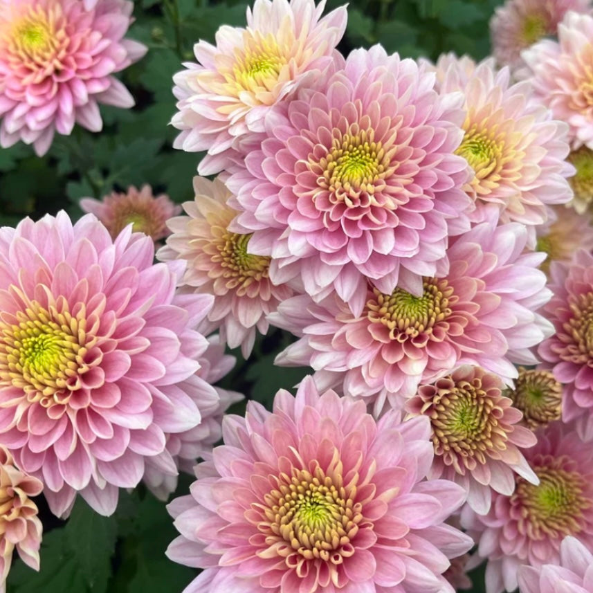 Small Mum Collections