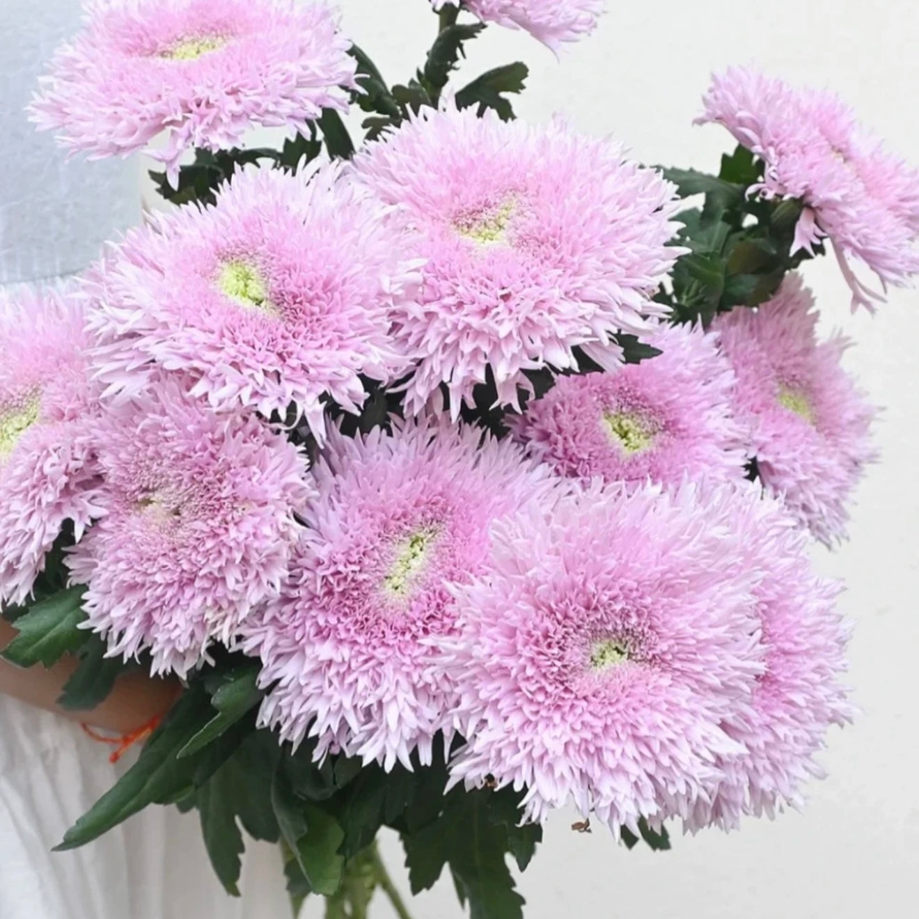 Small Mum Collections