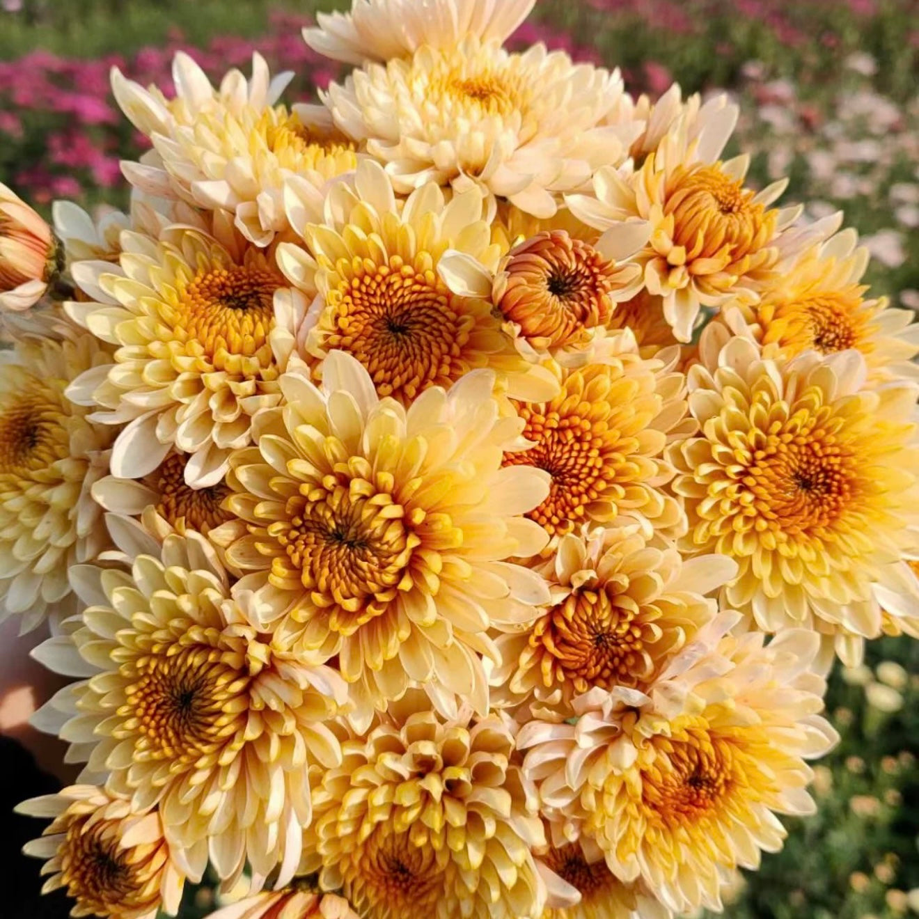 Small Mum Collections