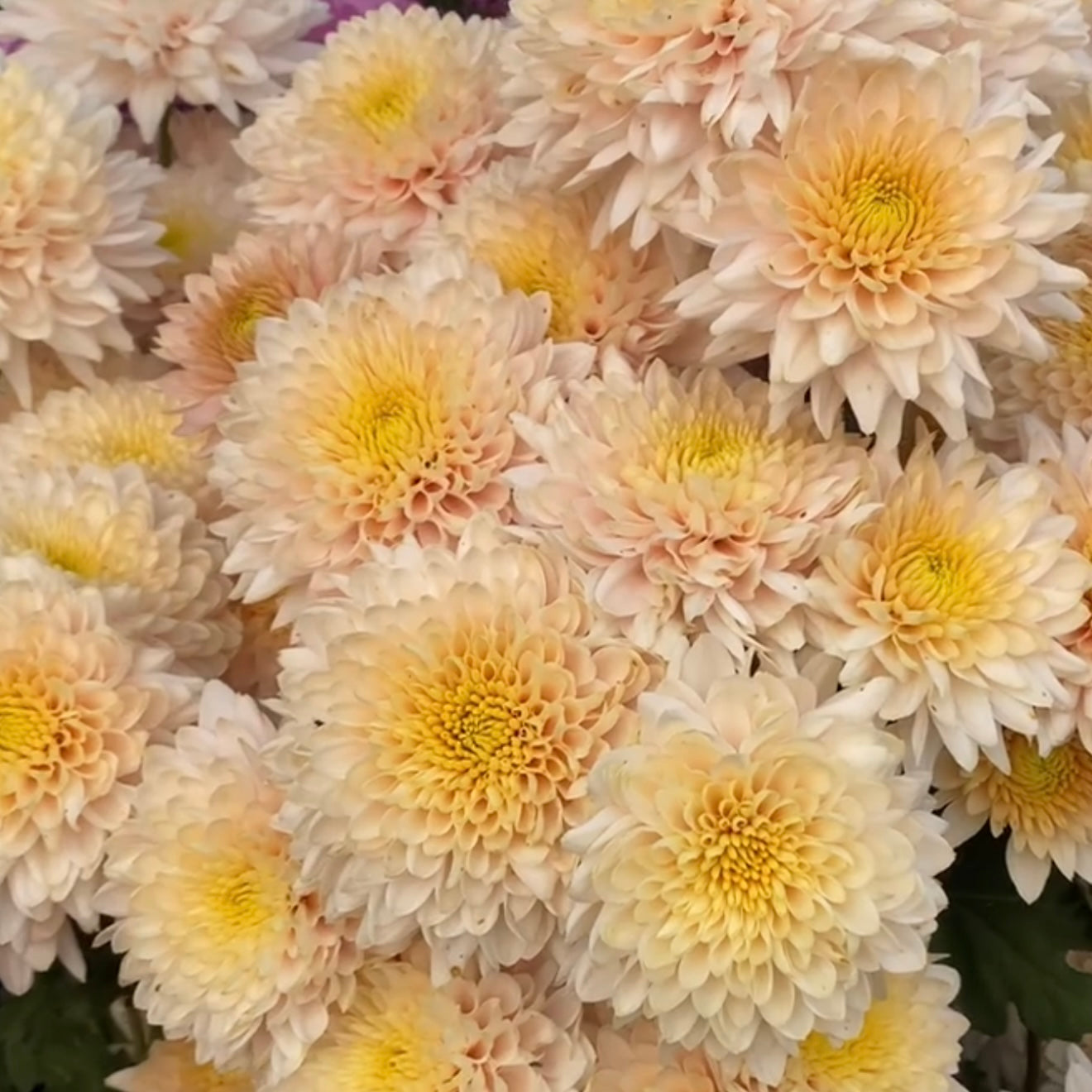 Small Mum Collections