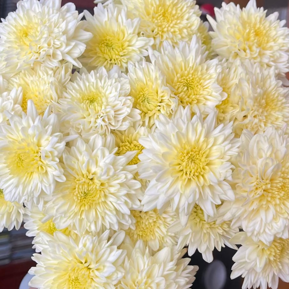 Small Mum Collections