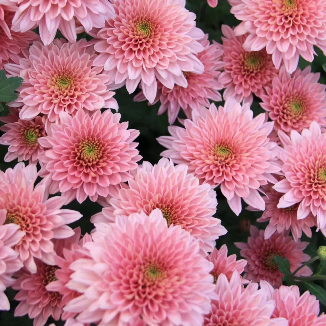 Small Mum Collections