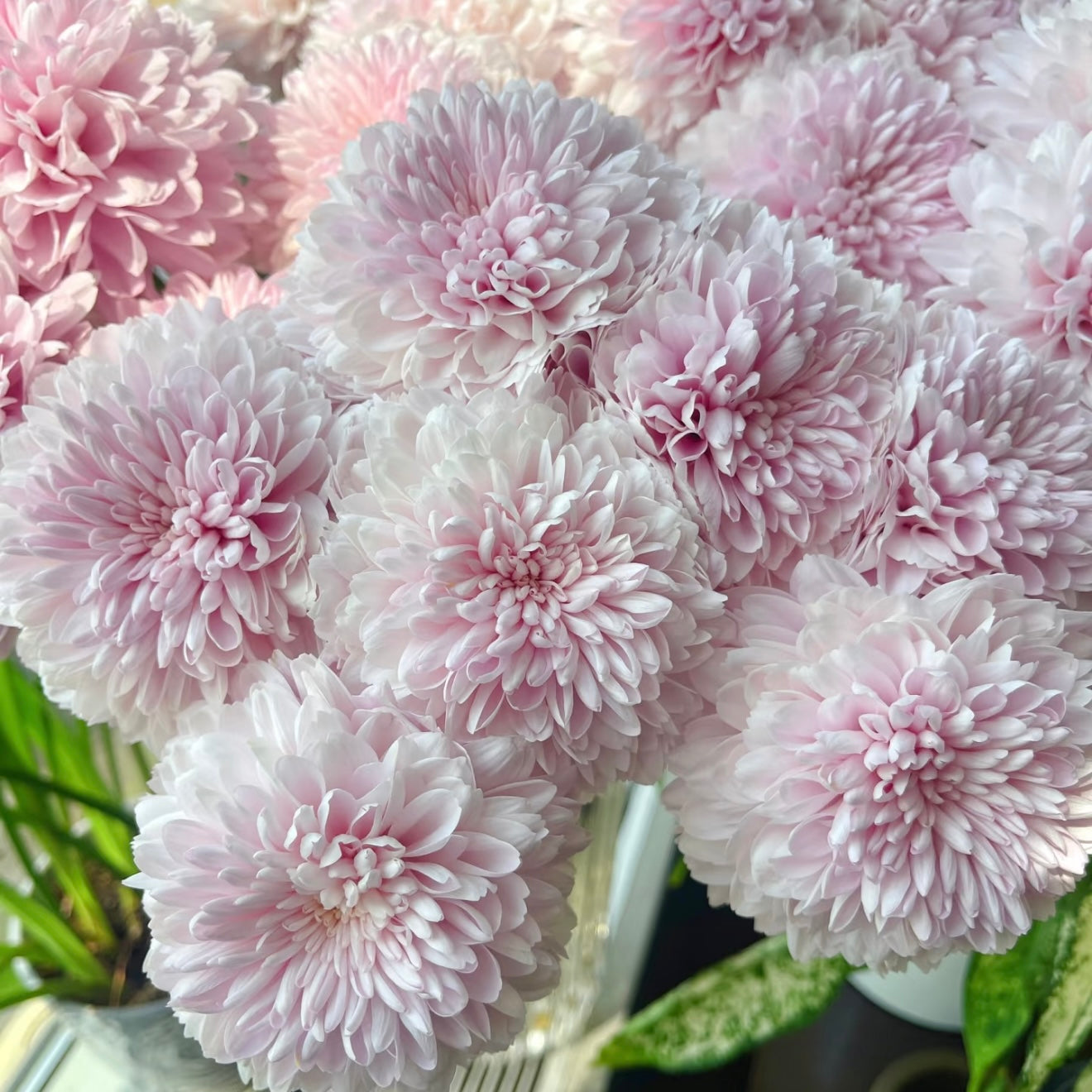 Small Mum Collections