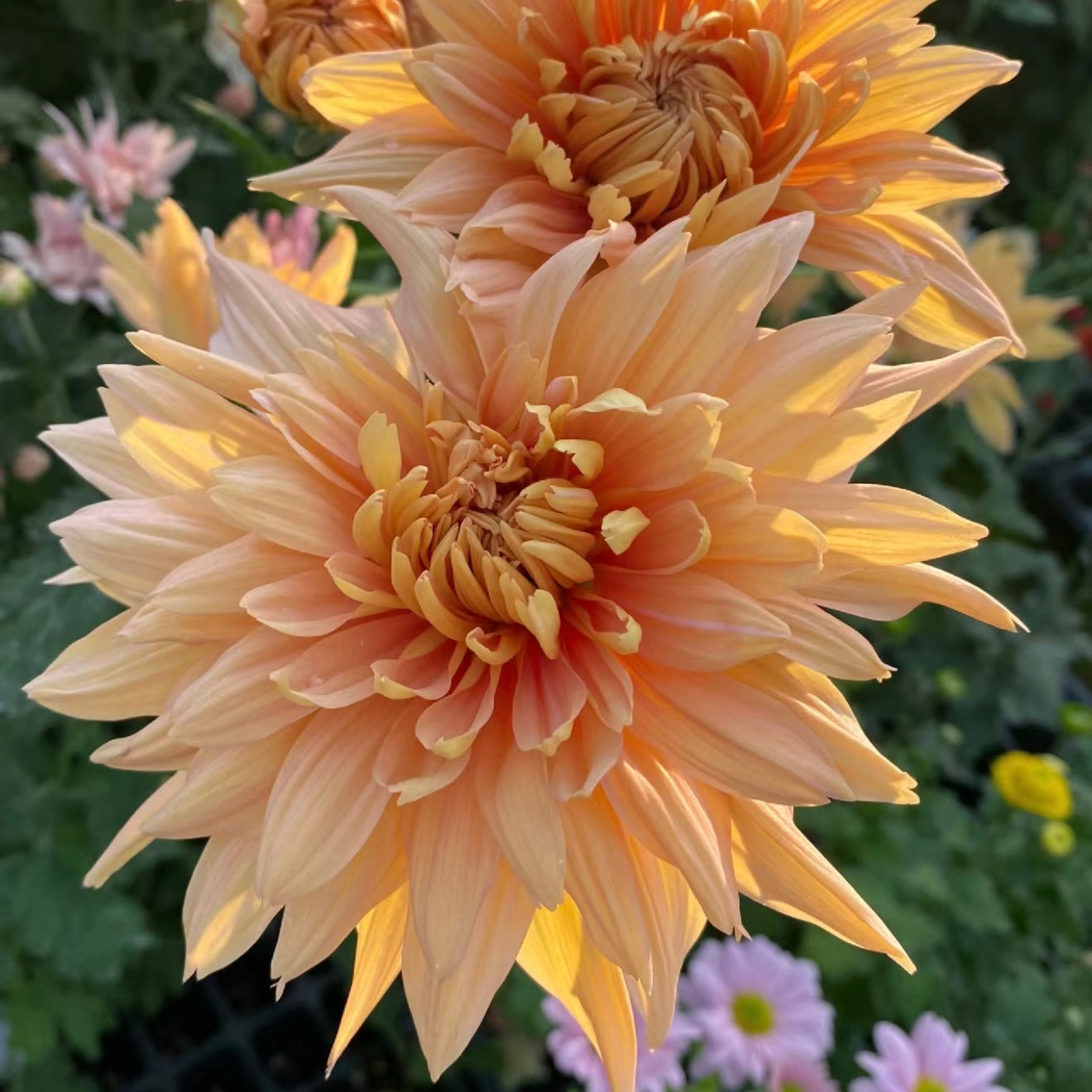 Small Mum Collections