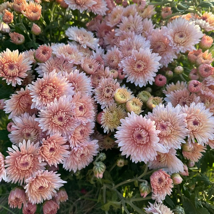 Small Mum Collections