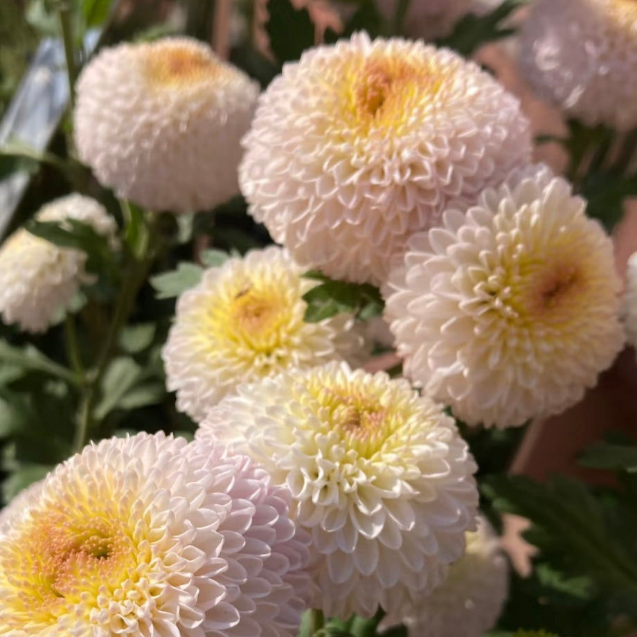 Small Mum Collections