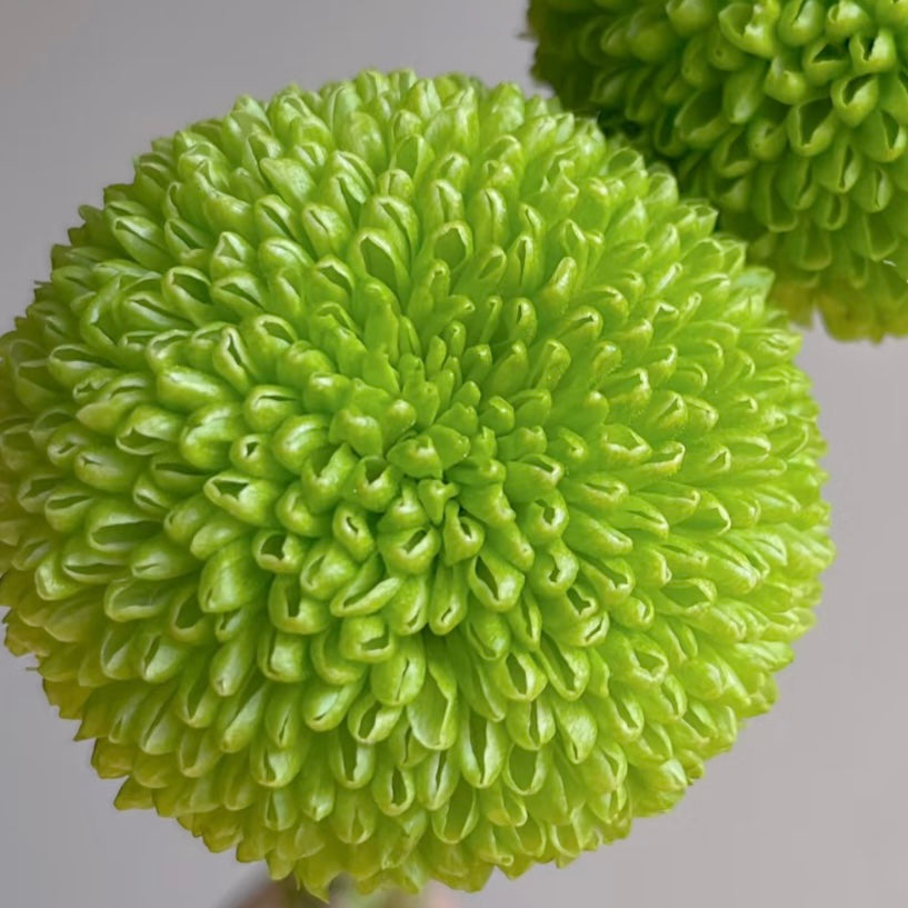 Small Mum Collections