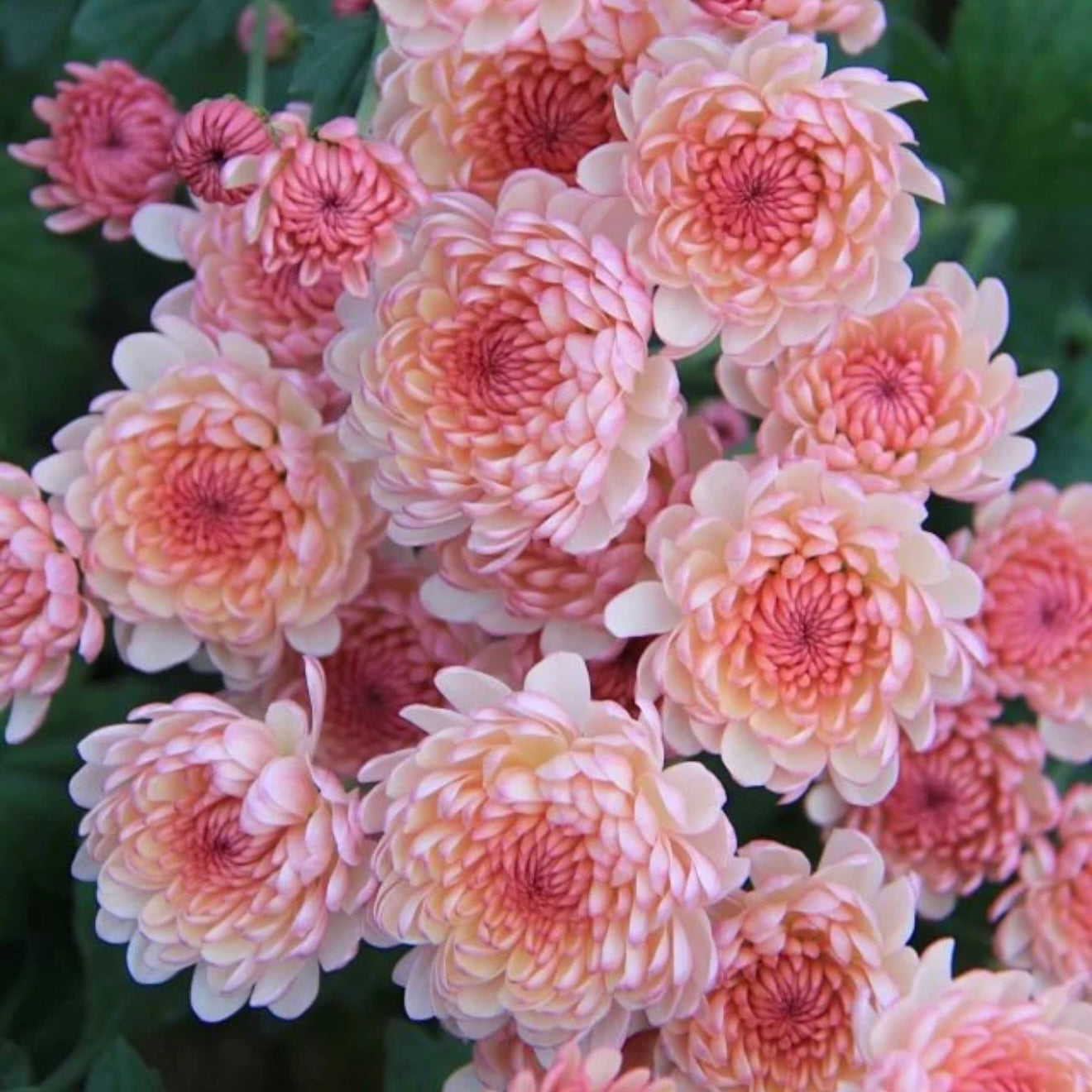 Small Mum Collections