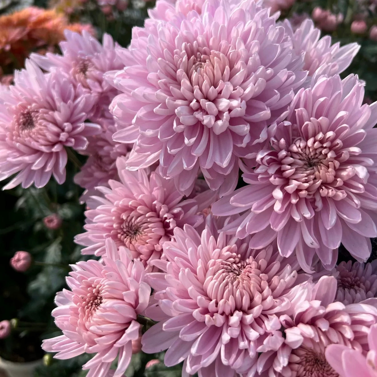 Small Mum Collections