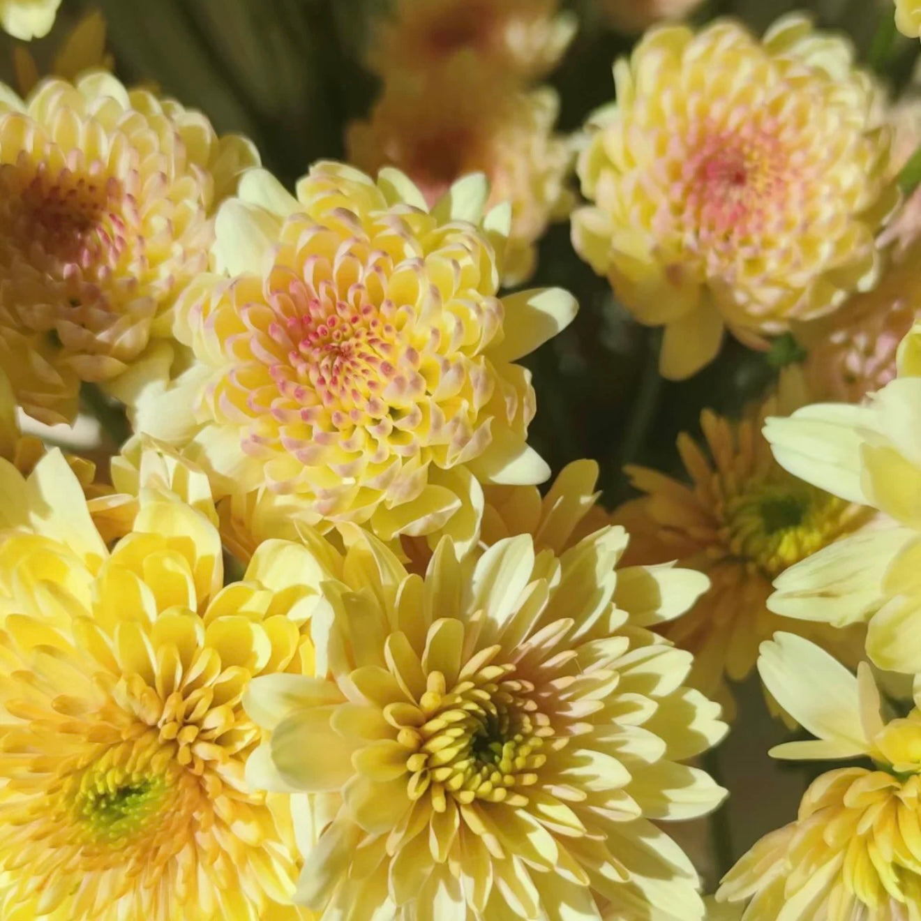 Small Mum Collections