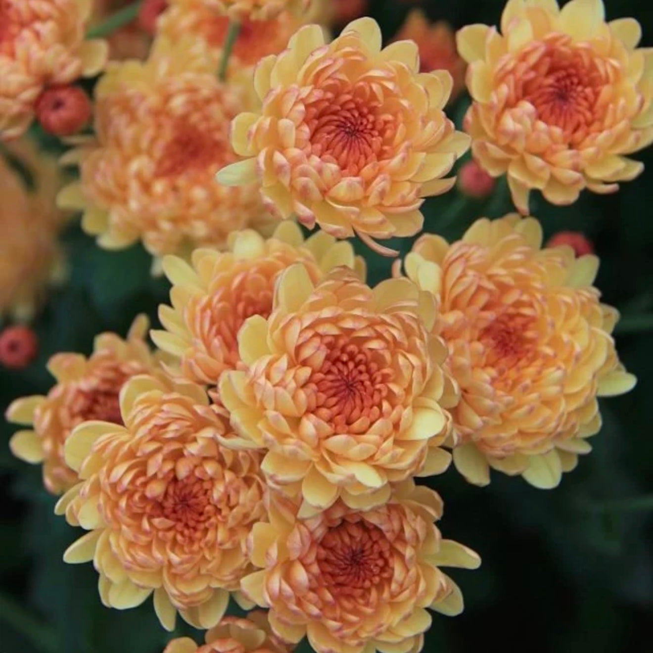 Small Mum Collections