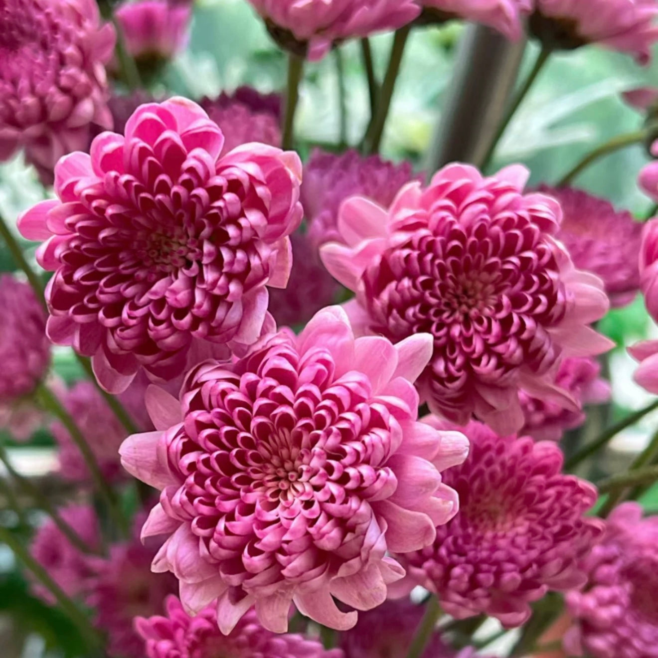 Small Mum Collections