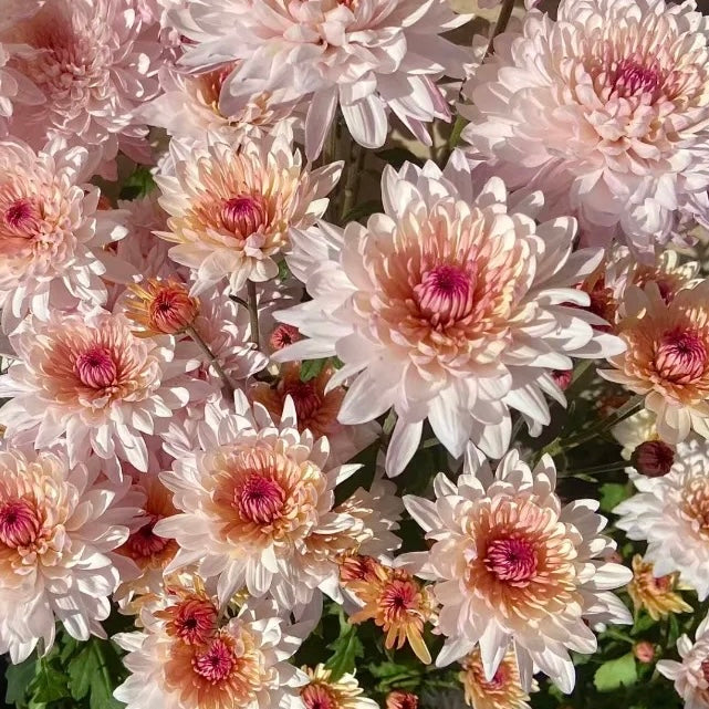 Small Mum Collections