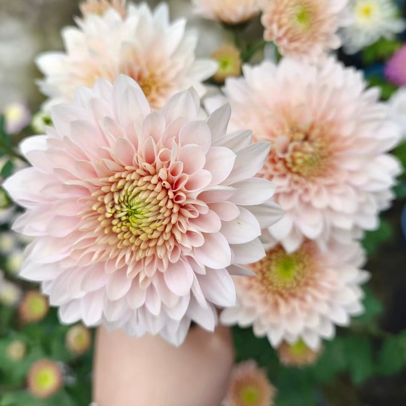 Small Mum Collections