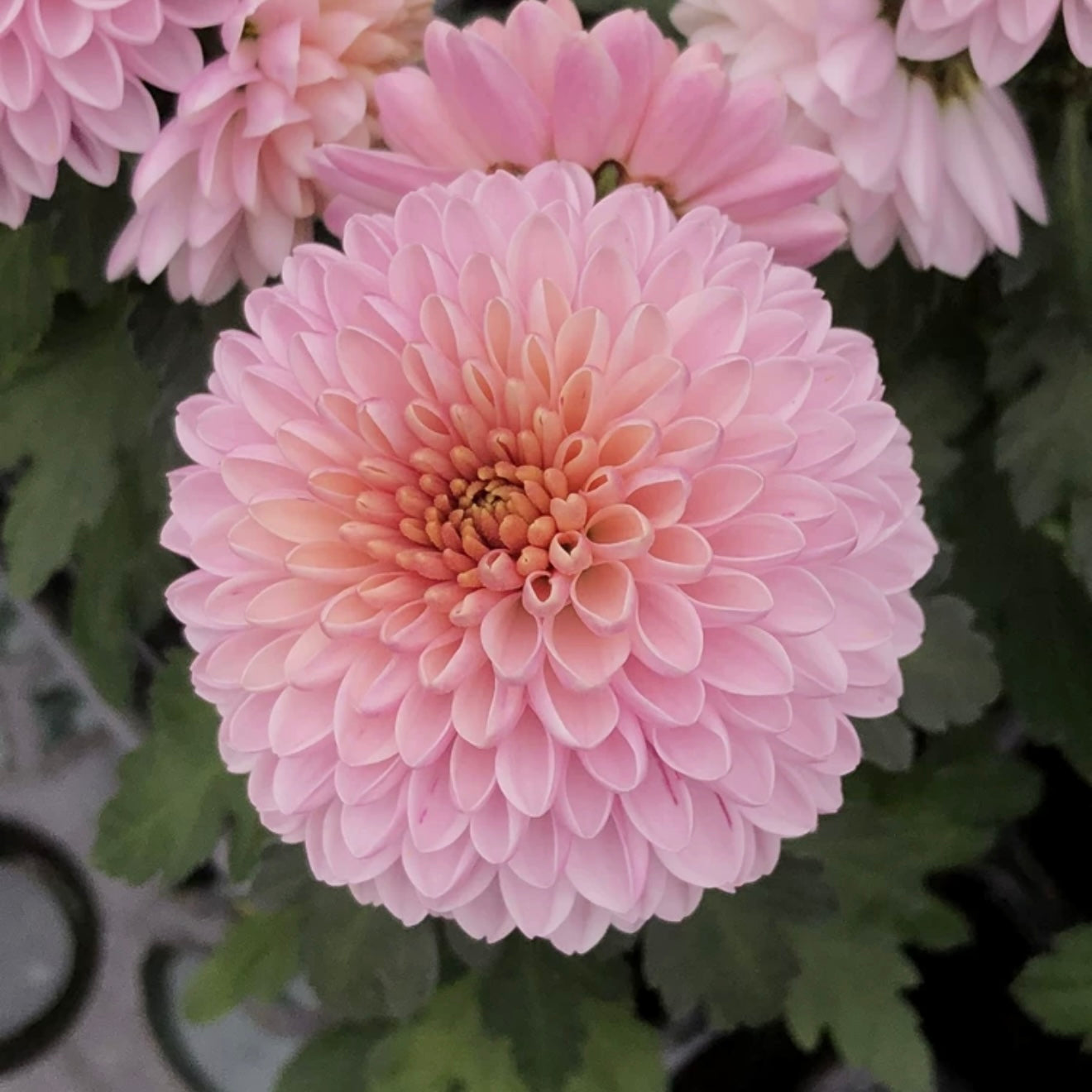 Small Mum Collections